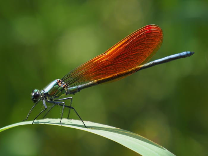 asahinakawatonbo_P5130245.jpg - 227,807Bytes