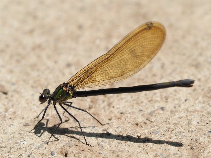 asahinakawatonbo_P5130400.jpg - 294,750Bytes