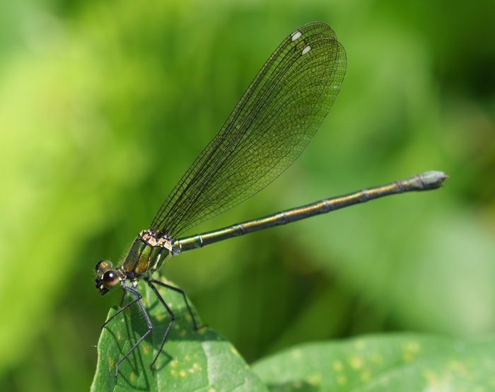 asahinakawatonbo_P5130432.jpg - 243,369Bytes