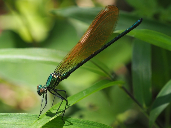 asahinakawatonbo_P5130633.jpg - 258,427Bytes