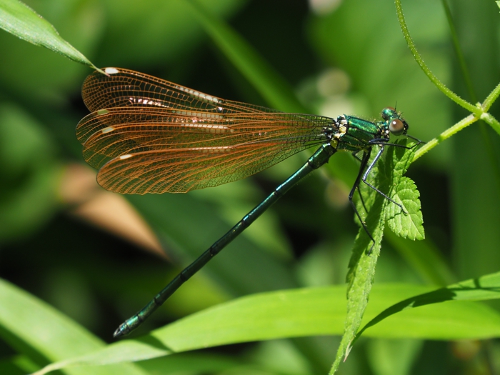 asahinakawatonbo_P5130669.jpg - 275,607Bytes