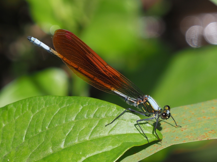 asahinakawatonbo_P5139710.jpg - 278,703Bytes