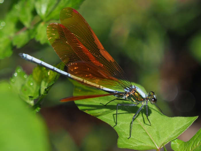 asahinakawatonbo_P5139744.jpg - 264,158Bytes