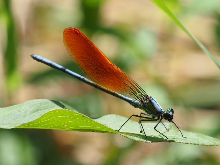 asahinakawatonbo_P5139779.jpg - 243,067Bytes