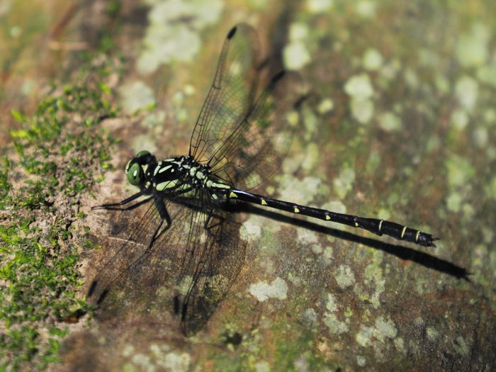 dabidosanae_P5048853.jpg - 104,485Bytes