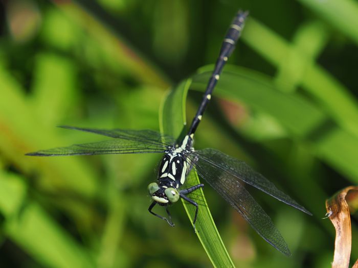 dabidosanae_P5048886.jpg - 70,369Bytes