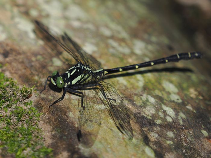 dabidosanae_P5048922.jpg - 95,137Bytes