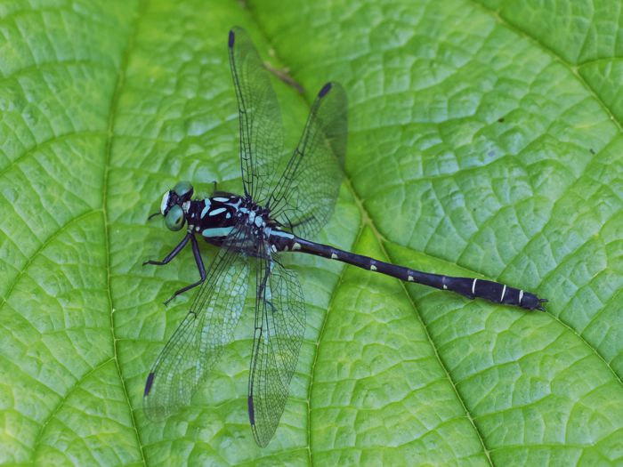 dabidosanae_P5212172.jpg - 97,323Bytes