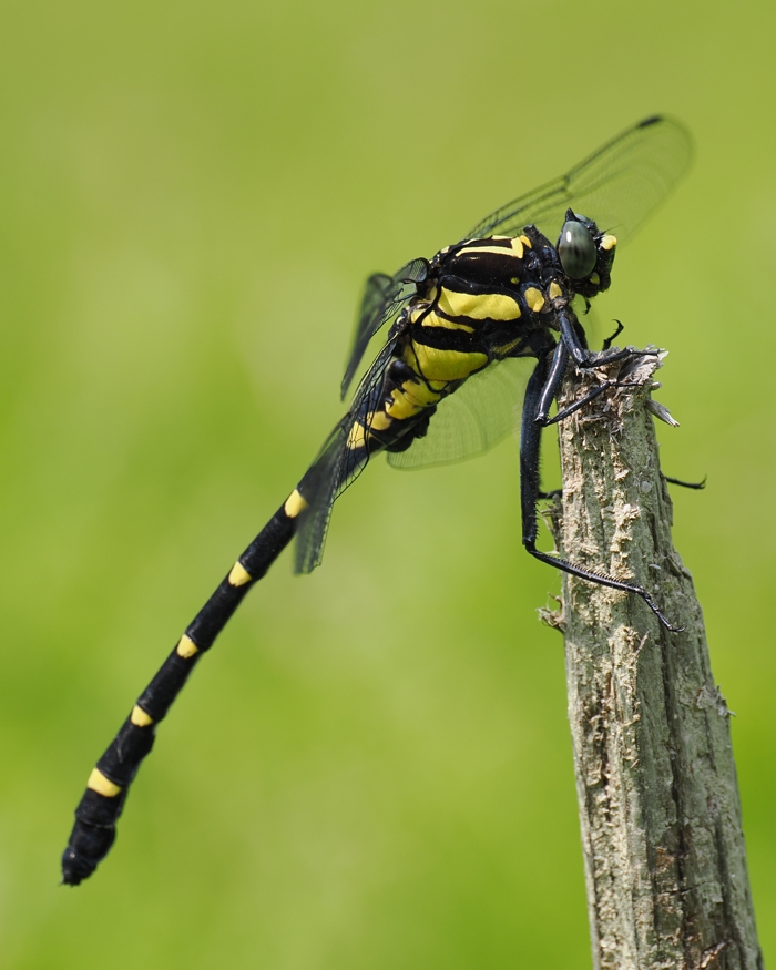 kooniyanma_P6131052.jpg - 348,179Bytes