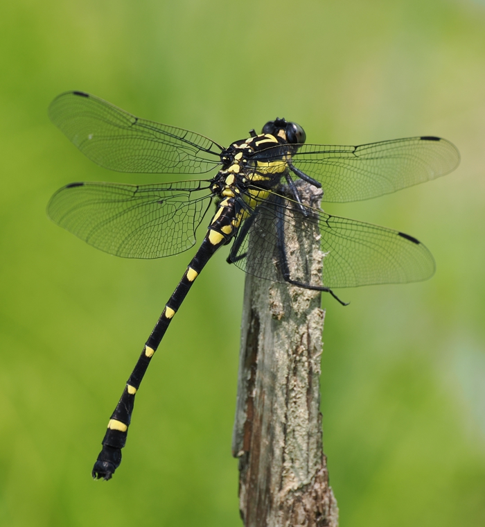 kooniyanma_P6131056.jpg - 317,353Bytes