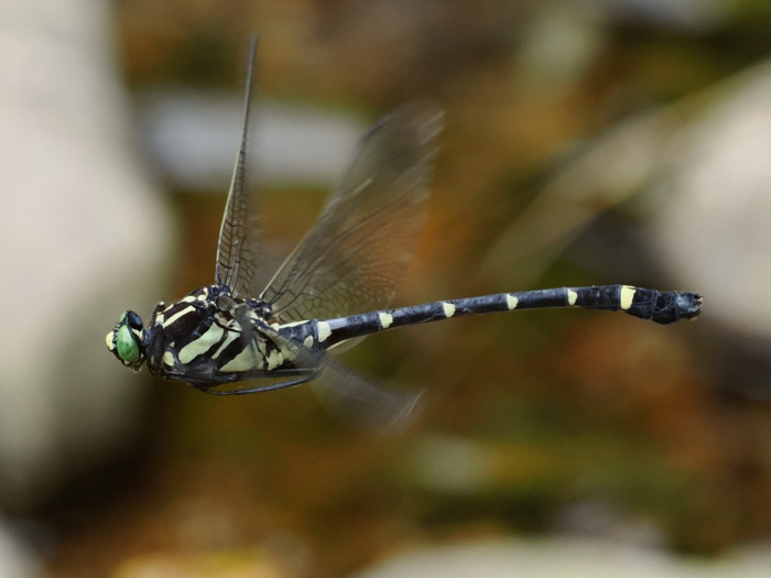 kooniyanma_P8019733.jpg - 222,951Bytes