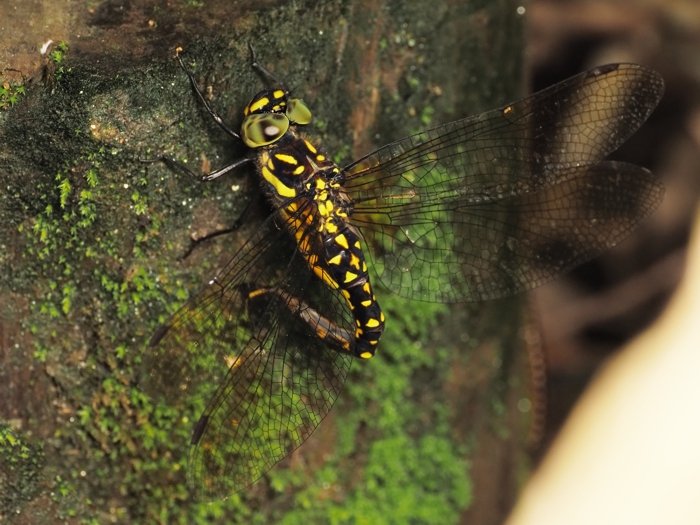 sarasayanma_P5213194_3.jpg - 330,337Bytes