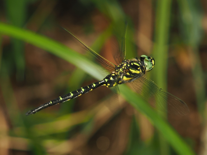 sarasayanma_P5296081.jpg - 221,717Bytes