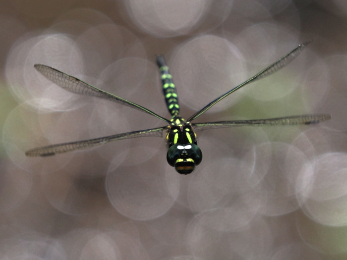 sarasayanma_P6052328.jpg - 238,343Bytes