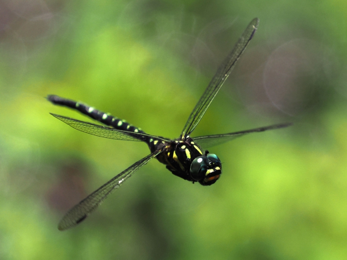 sarasayanma_P6052351.jpg - 244,440Bytes