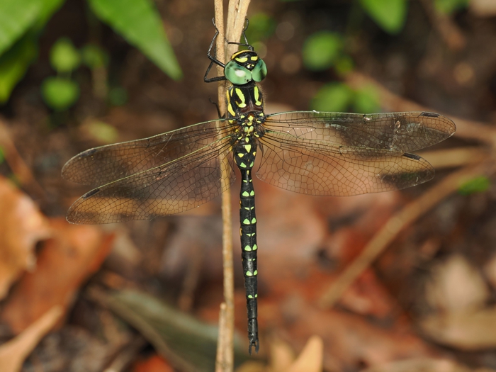 sarasayanma_P6130864.jpg - 260,652Bytes