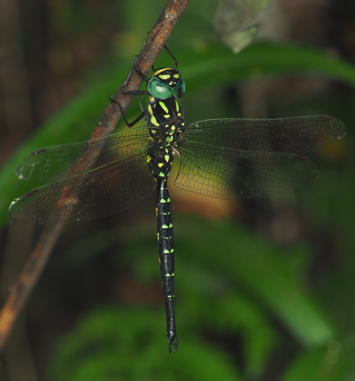 sarasayanma_P6210803.jpg - 285,852Bytes