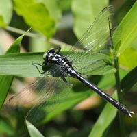 tanabesanae_P5100452.jpg - 42,333Bytes