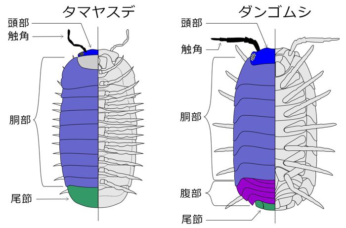 tamayasude_1.JPG - 62,961Bytes