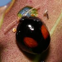 tentounomihamusi_6463.jpg - 55,750Bytes